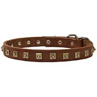 Designer Leather Pitbull Collar with Fancy Brass Studs