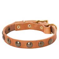 Stylish Leather Pitbull Collar with Half-Ball Brass Studs