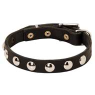 Everyday Walking Leather Pitbull Collar with Nickel Studs