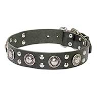 Leather Pitbull Collar with Mixed Nickel Decorations