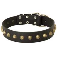 Wide Leather Pitbull Collar with Exclusive Decoration