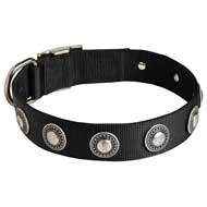 Strong Nylon Pitbull Collar Adorned with Silver-Like Conchos