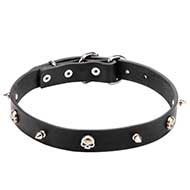 'Pirate' Leather Pitbull Collar with Decorative Skulls and Spikes - 1 inch (25 mm) wide