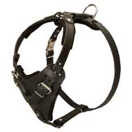 Strong Leather Pitbull Harness for Attack/Agitation Training