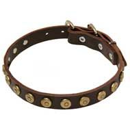 Designer Leather Pit Bull Collar With Dotted Brass Circles