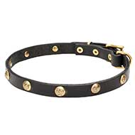 'Stamped Studs' Leather Pitbull Collar with Brass Hardware - 4/5 inch (20 mm)