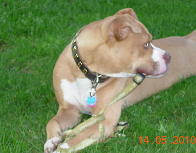 dog collar