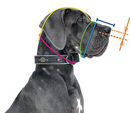 How to measure your Big Dog