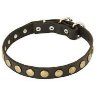 Unique Leather Pitbull Collar With Brass Circles