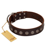"Starry-Eyed" Best Quality FDT Artisan Brown Designer Leather Pitbull Collar with Small Plates
