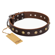 "Golden"n"Silver Luxury" FDT Artisan Leather Pitbull Collar with Engraved Studs