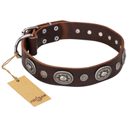 "Extra Pizzazz" FDT Artisan Adorned Brown Leather Pitbull Collar