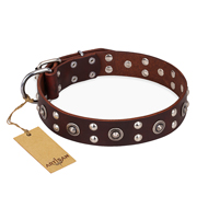 "Pirate Treasure" FDT Artisan Exciting Brown Leather Pitbull Collar with Studs