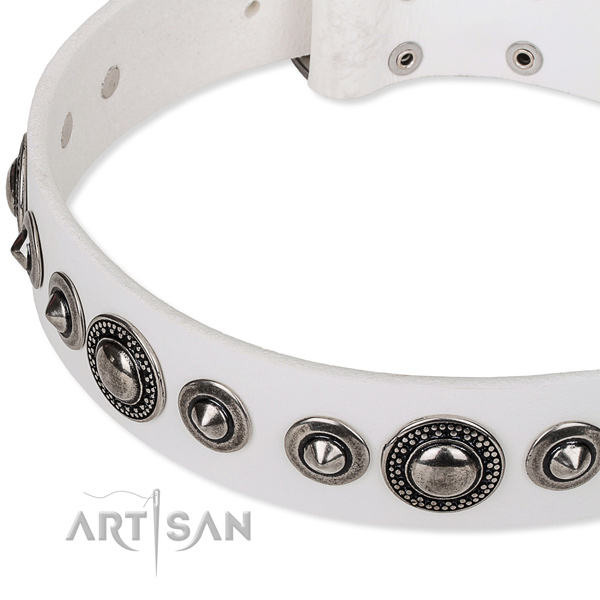 Walking studded dog collar of fine quality full grain leather