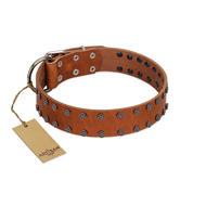 "Star Light" Stylish FDT Artisan Tan Leather Pitbull Collar with Silver-Like Studs