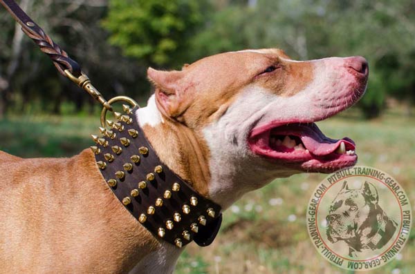 Designer Leather American Pit Bull Terrier Collar with Gold-Like Spikes