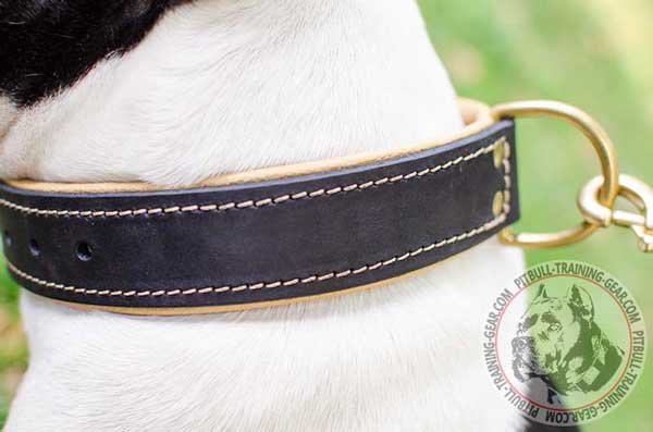 Leather Nappa Padded American Pit Bull Terrier Collar for Effective Training