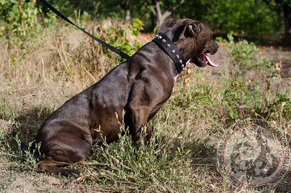 Nylon American Pit Bull Terrier Collar Adjustable with Rustproof Studs