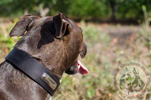 Light Weight Nylon Dog Collar for American Pit Bull Terrier with Name Tag for Service Work