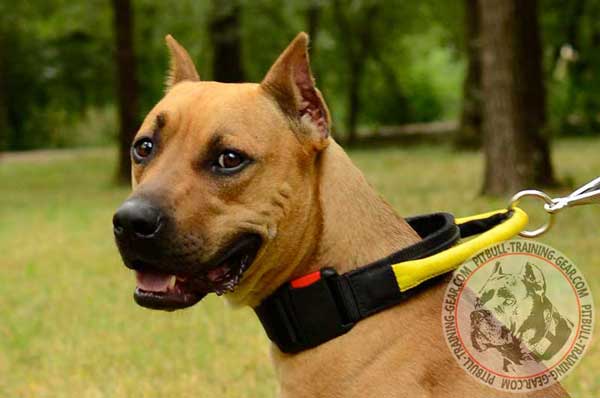 Nylon American Pit Bull Terrier Collar with Handle Allows to Collar your Dog Fast