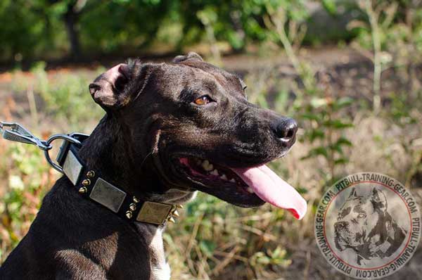 Adjustable leather American Pit Bull Terrier collar