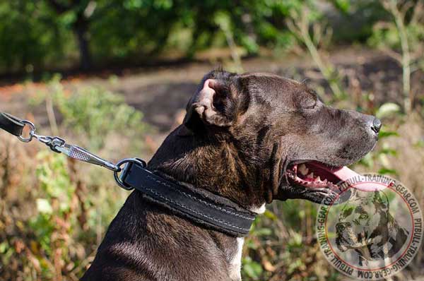 Walking leather American Pit Bull Terrier collar