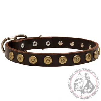 Collar for American Pitbull Terrier leather showy walking