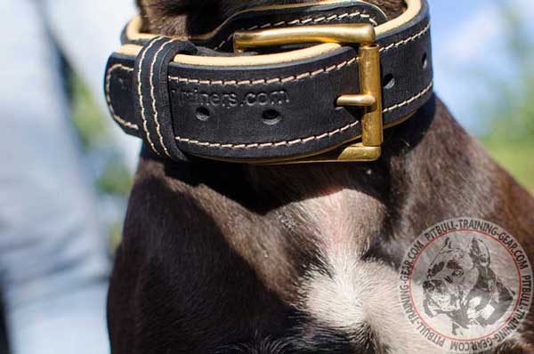 Corrosion Resistant Durable Brass Buckle on Leather Pit Bull Collar