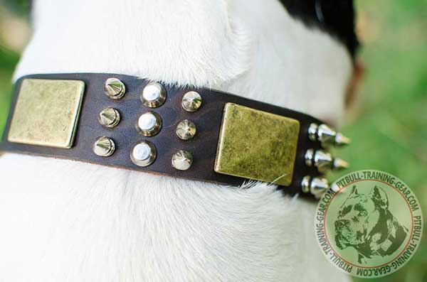 Nickel and Brass Decorations on Leather Dog Collar for Pitbull Breed