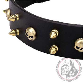 Decorative Brass Skulls Spikes of Pitbull Dog Collar