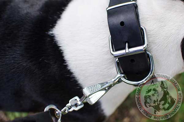 Durable D-Ring on Leather Dog Collar for Pitbull