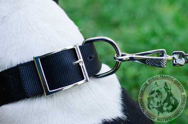 Corrosion Resistant Wide D-Ring on Training Nylon Pitbull Collar