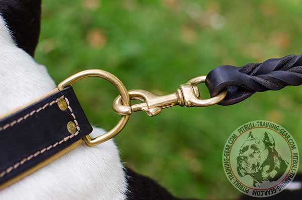 Gold-Like D-ring on Leather Collar for Pitbull for Quick Leash Attachment