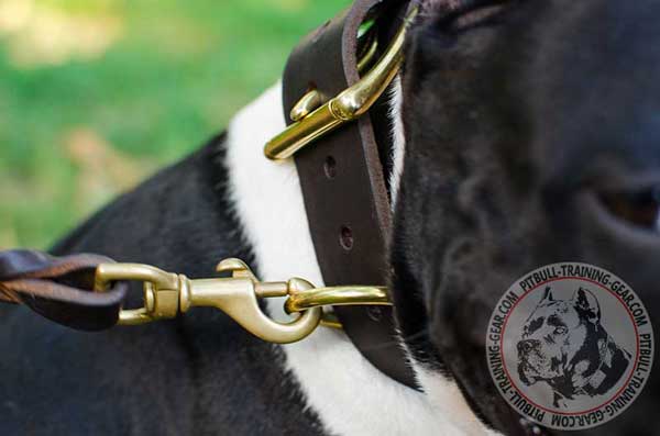 Gold-Like D-ring on Fashion Leather Dog Collar for Quick Leash Attachment