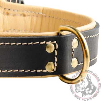 Brass D-ring on Leather Walking Pitbull Collar