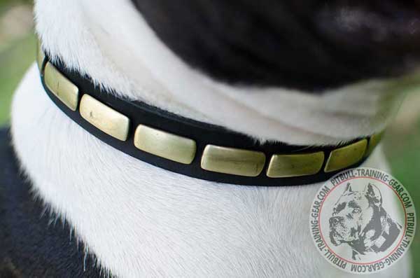 Light-Weight Leather Dog Collar for Dog with Stylish Plates