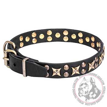 Pit Bull Dog Collar with Brass Plated Fineries