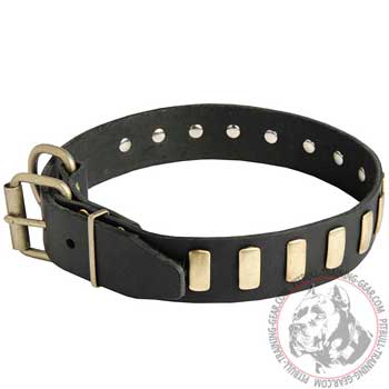 Leather dog collar for American Pit Bull Terrier decorated with brass plates