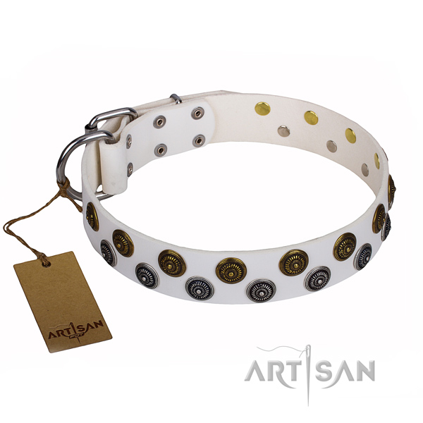 Significant full grain natural leather dog collar for walking