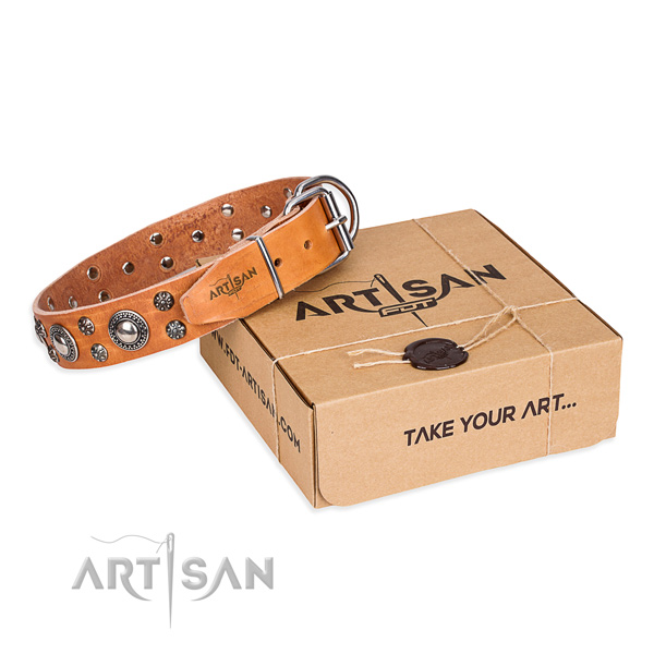 Trendy leather dog collar for stylish walks