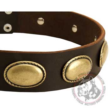 Exclusive Oval Plates Made of Brass on Leather Dog Collar