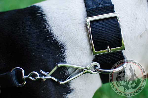 Silver-Like Fittings on Adjustable Nylon Pitbull Collar