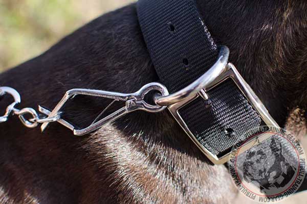 Durable Fittings on Nylon Collar for Pitbull