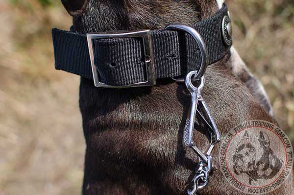 Reliable Nickel Fittings on Nylon Pitbull Collar
