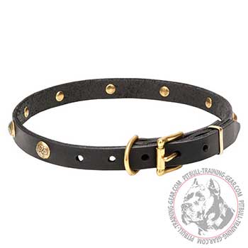 Collar for Pitbull with brass hardware