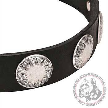 Full grain leather Pitbull dog collar with studs