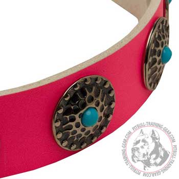 Nickel Plated Conchos on Leather Pitbull Collar for Training