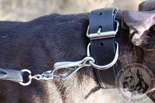 Reliable Nickel Plated Hardware for Handling your Pitbull