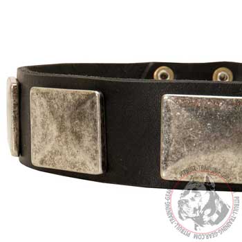Massive vintage looking nickel plates on leather dog collar