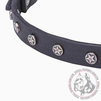 Thin Pitbull dog collar with plates